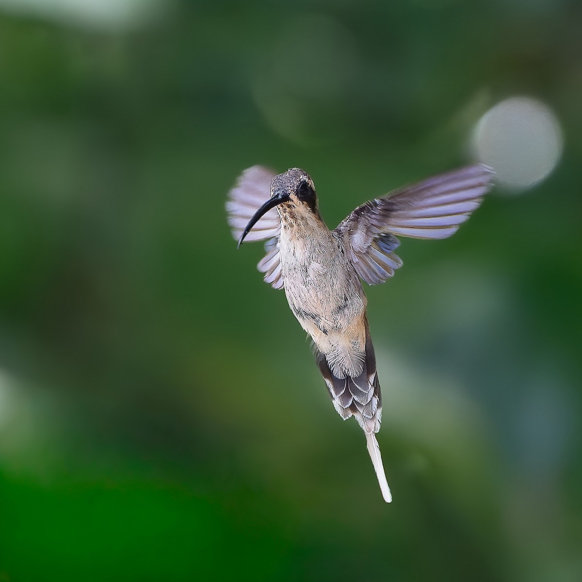 Светлобрюхий колибри-отшельник - ML644872209