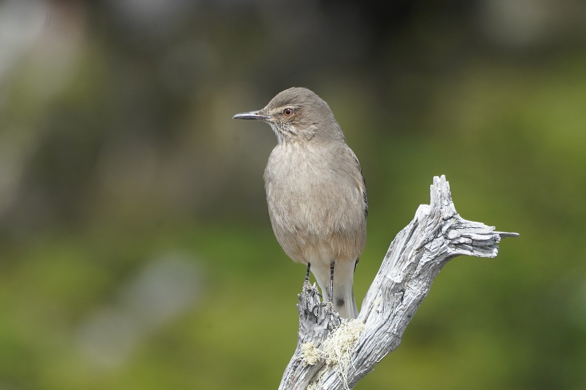 Горный гаучо - ML644872221