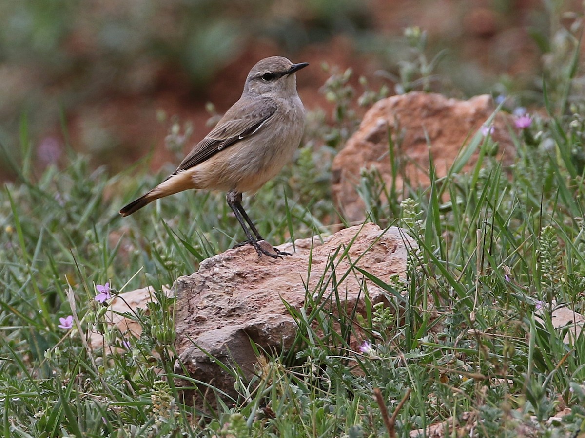 Persian Wheatear - ML644872226