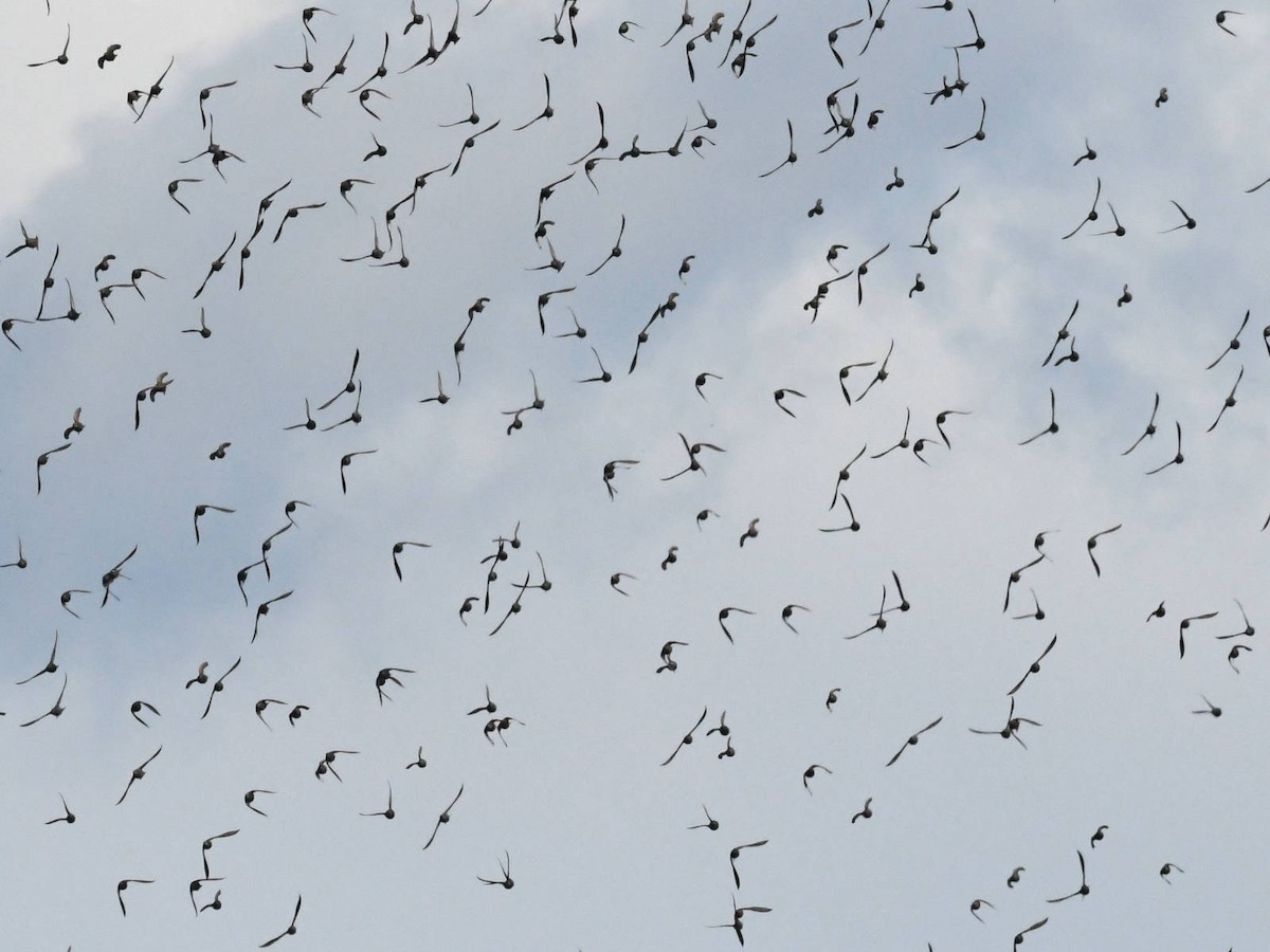 European Starling - ML644872249