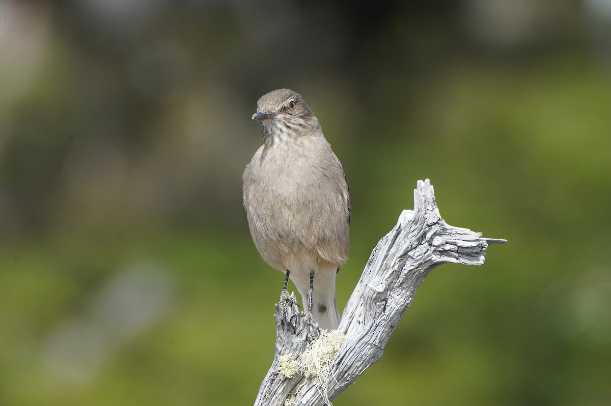 Горный гаучо - ML644872252