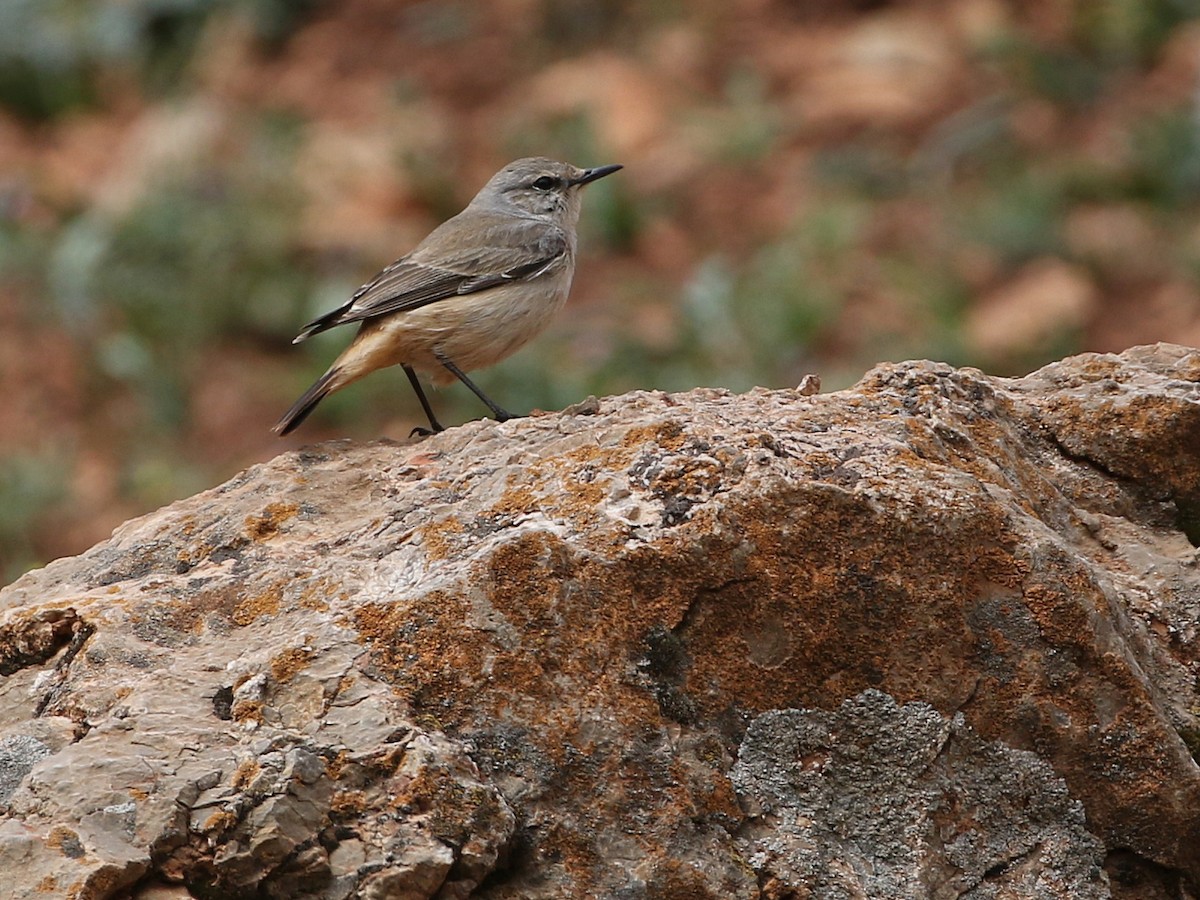Persian Wheatear - ML644872259