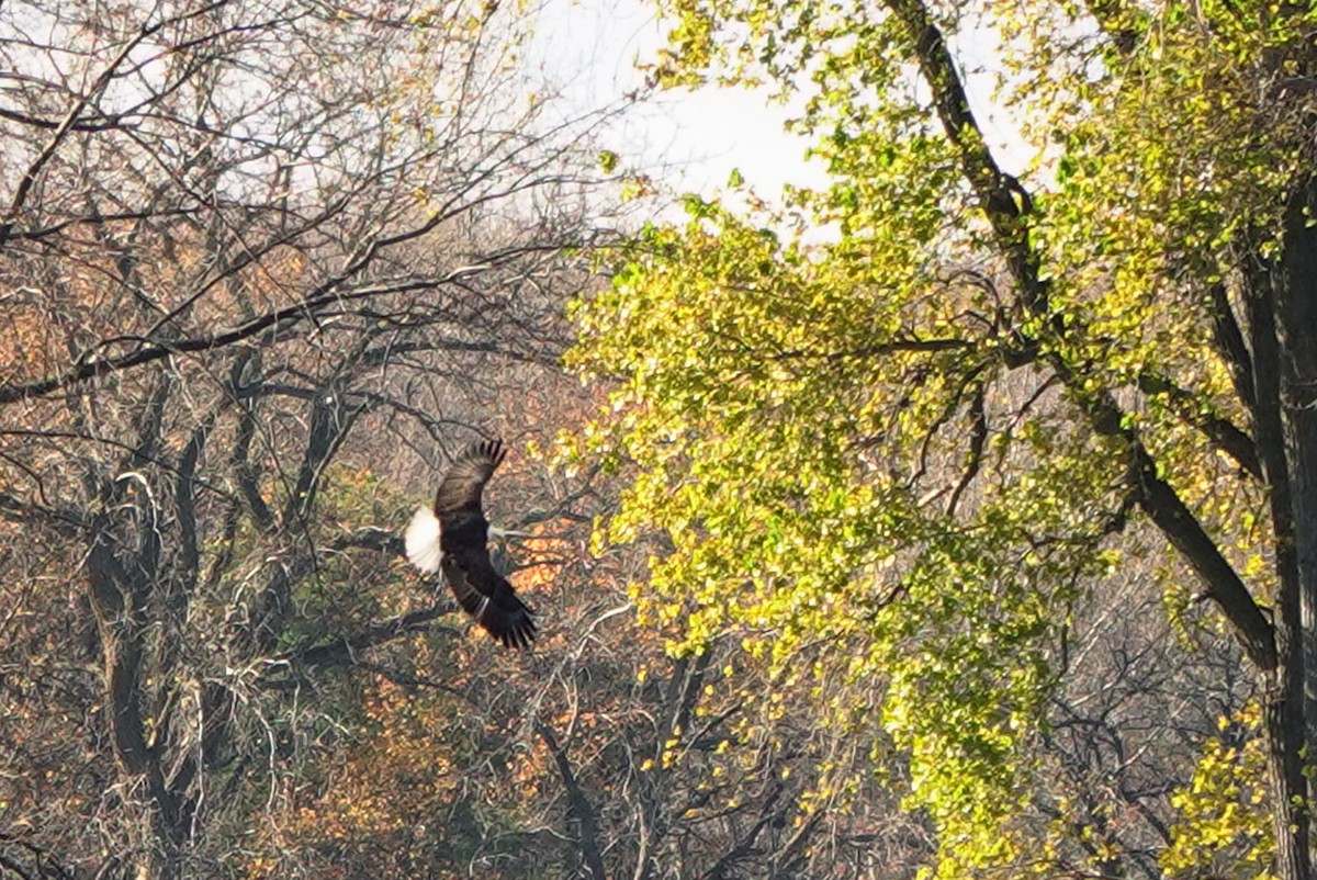 Орлан білоголовий - ML644872261