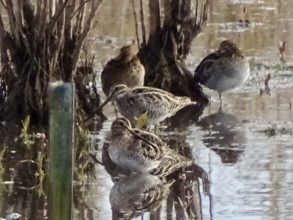 Баранець американський - ML644872278