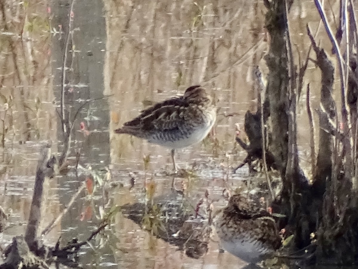 Баранець американський - ML644872279