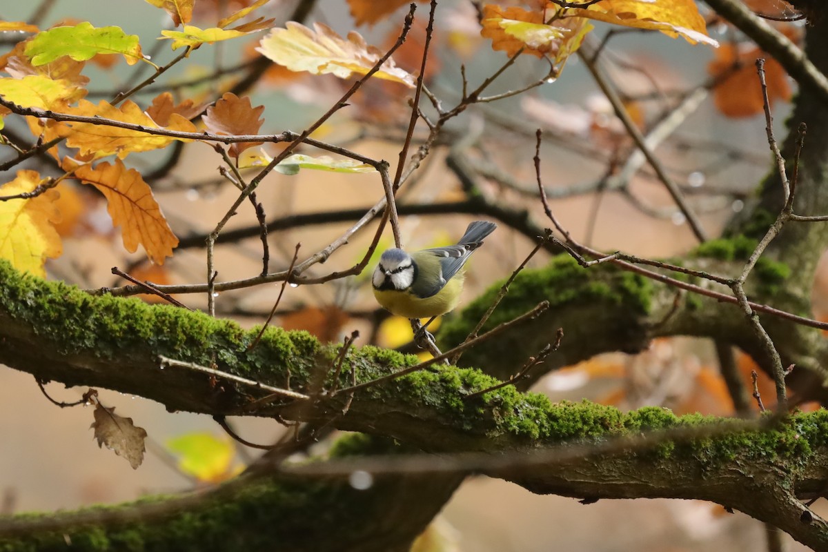 Herrerillo Común - ML644872281