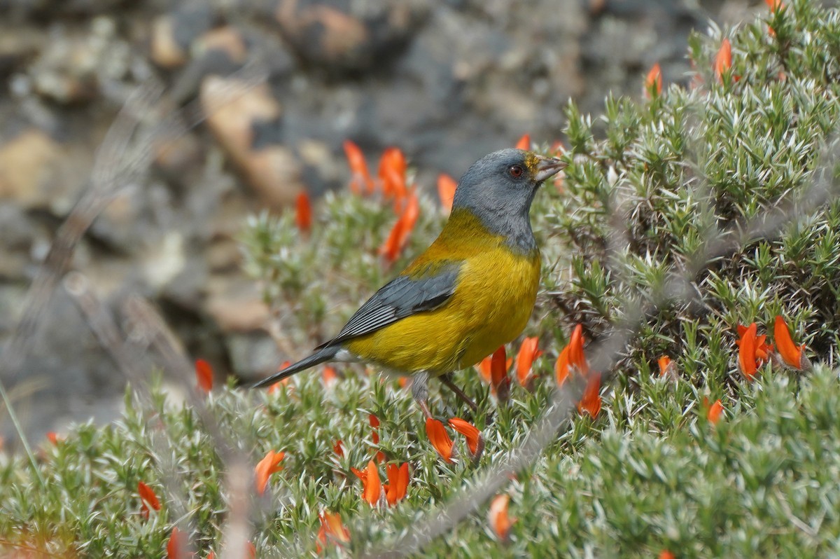 Patagonian Sierra Finch - ML644872292