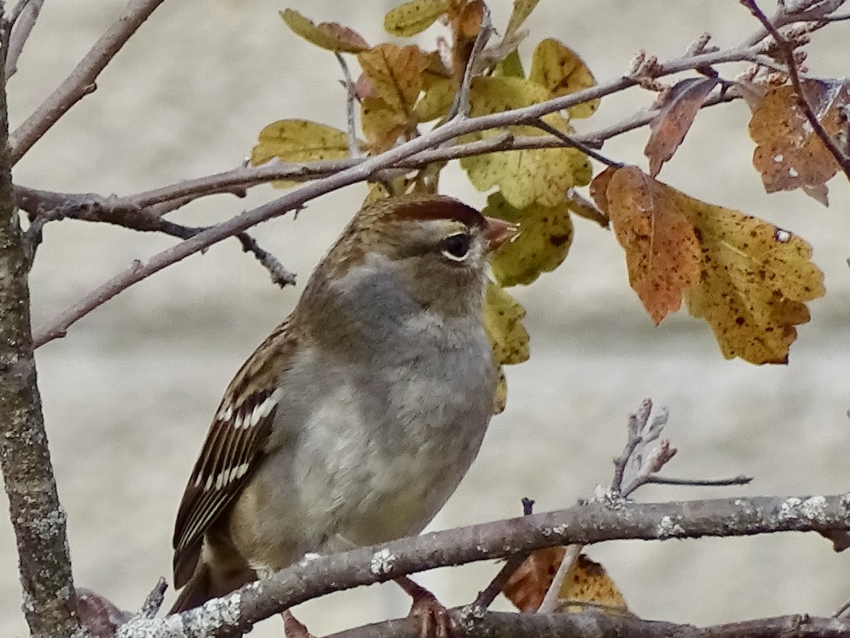 Бруант білобровий - ML644872296