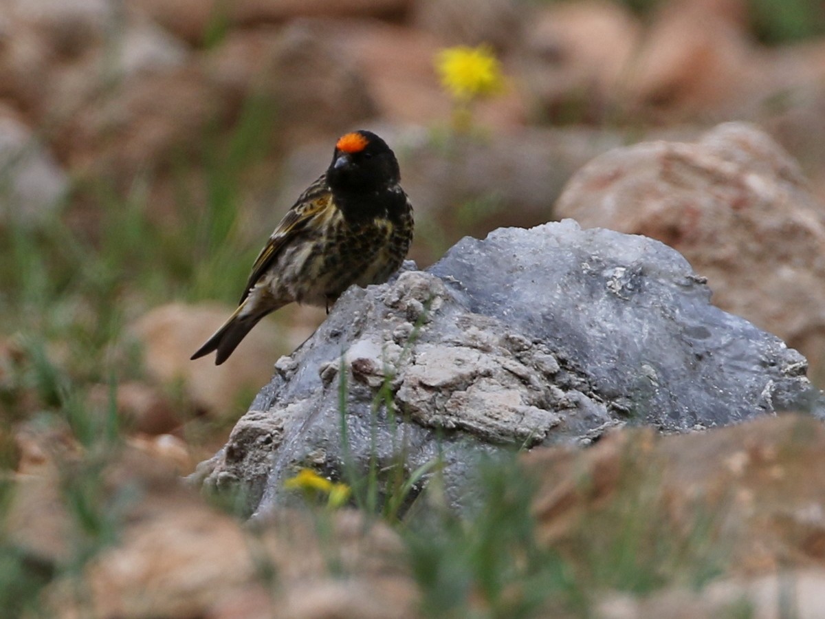Fire-fronted Serin - ML644872310