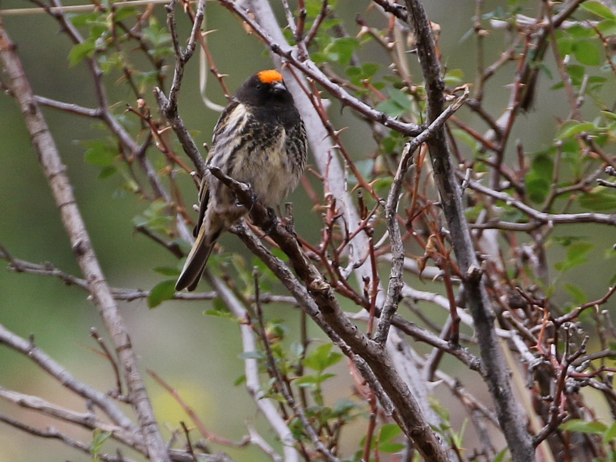 Fire-fronted Serin - ML644872311