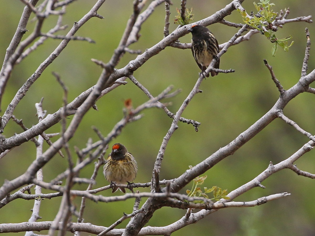 Fire-fronted Serin - ML644872312