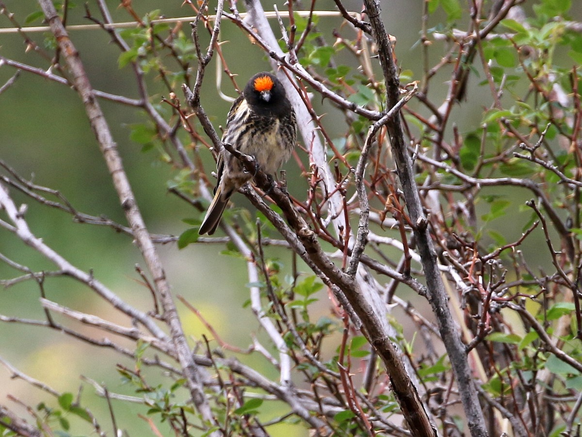 Fire-fronted Serin - ML644872313