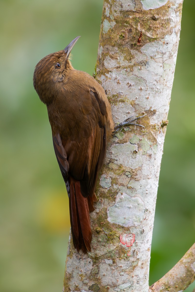 Plain-winged Woodcreeper (Plain-winged) - ML644872329