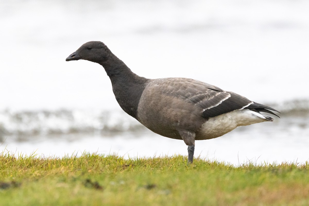 Brant - ML644872330