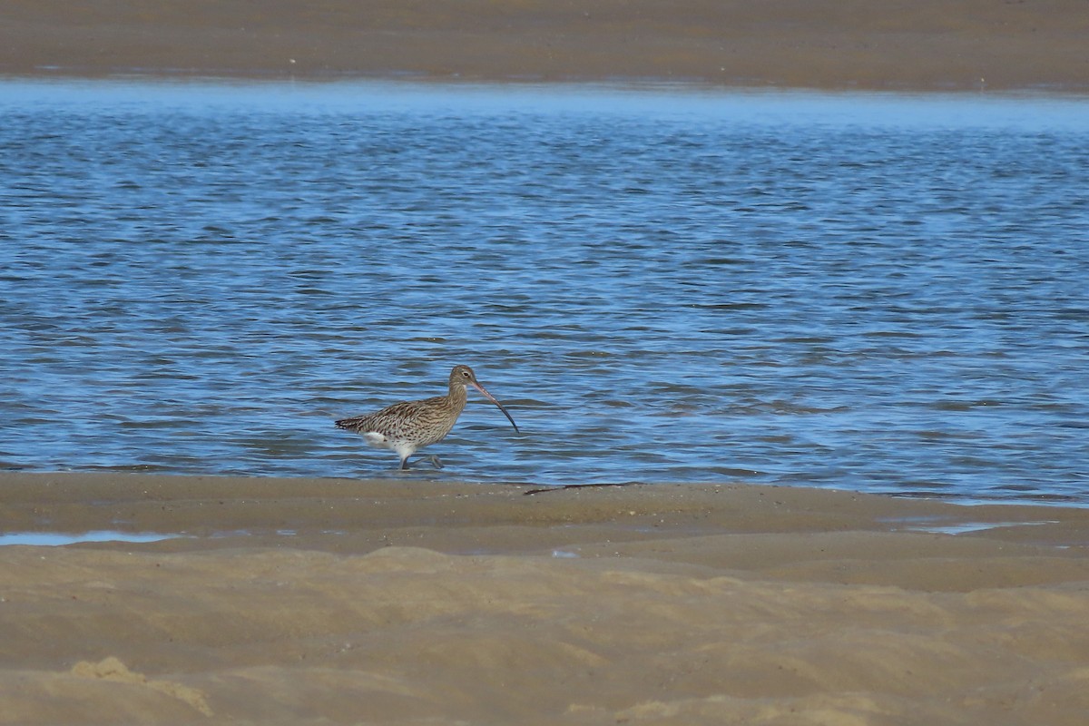 Eurasian Curlew - ML644872334