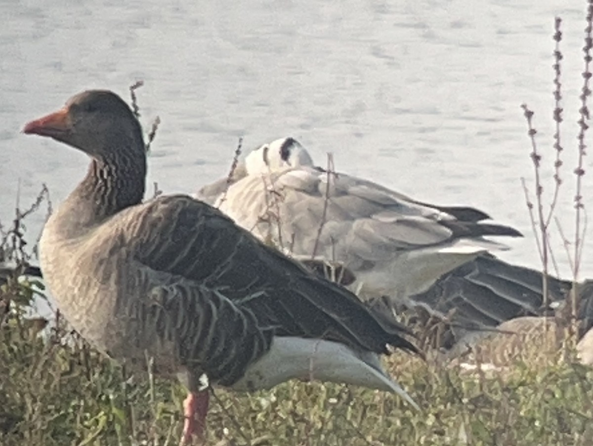 Oie à tête barrée - ML644872336