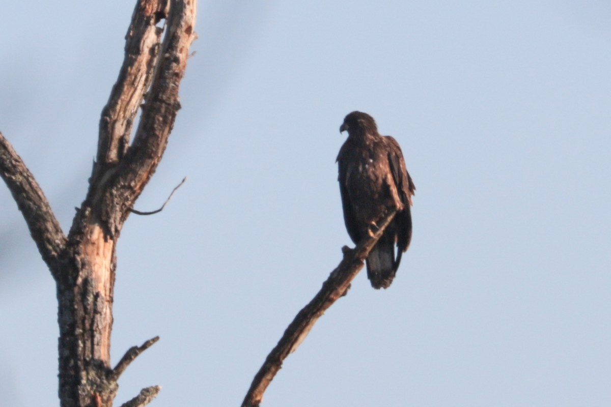 Орлан білоголовий - ML644872337