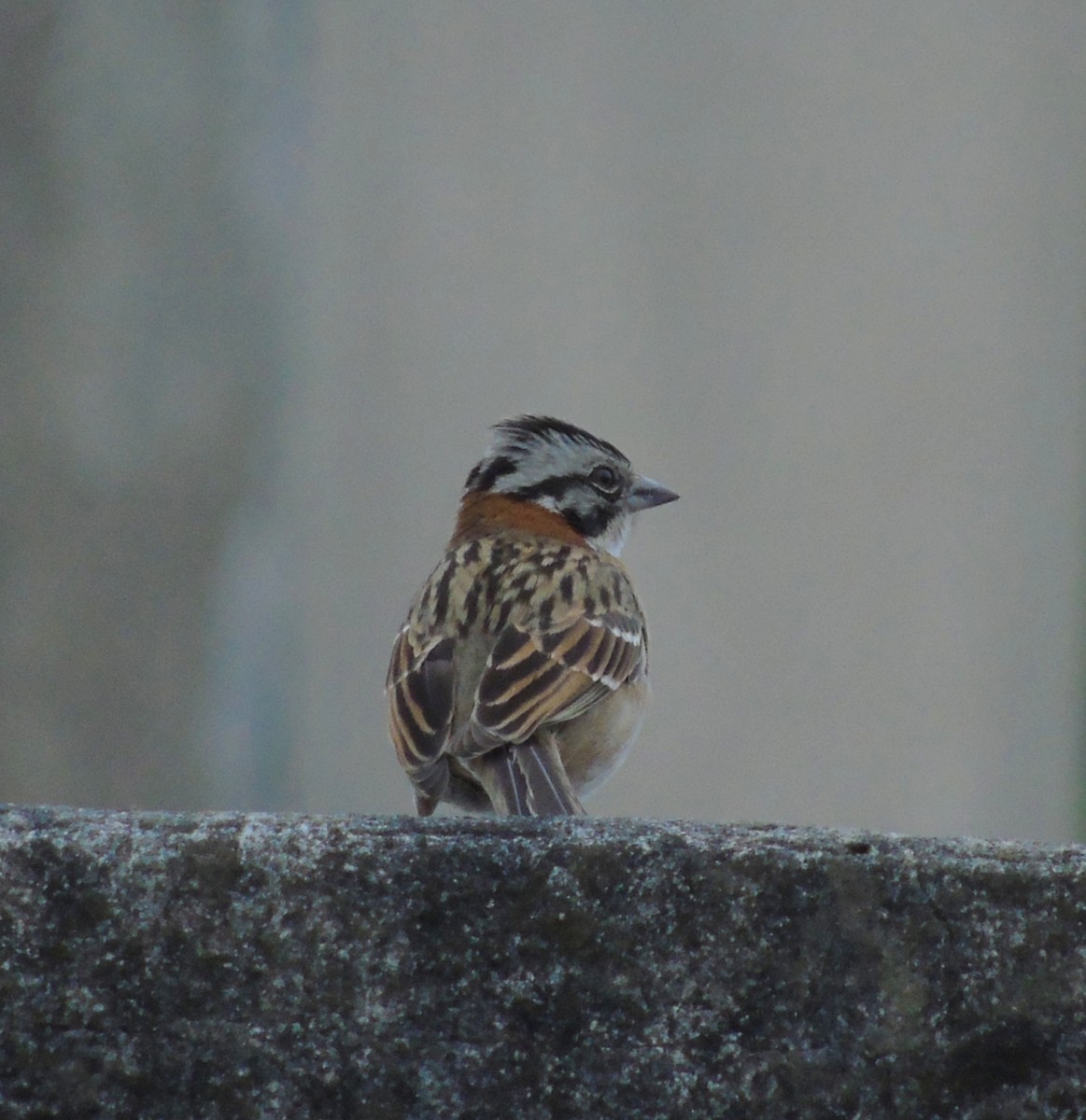 Morgenammer - ML644872339