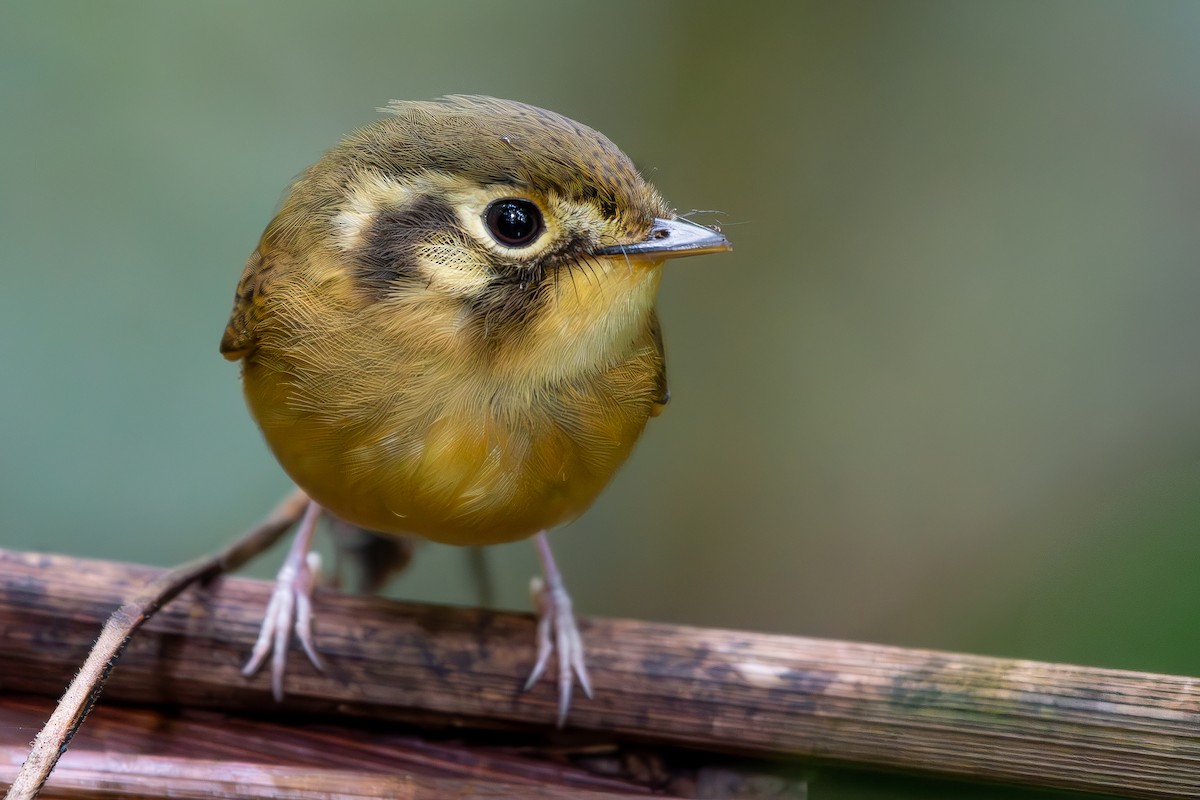 White-throated Spadebill (Eastern) - ML644872340