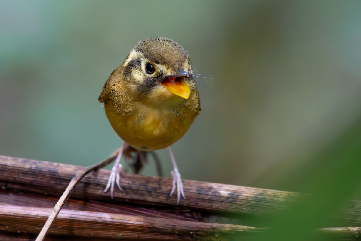White-throated Spadebill (Eastern) - ML644872343