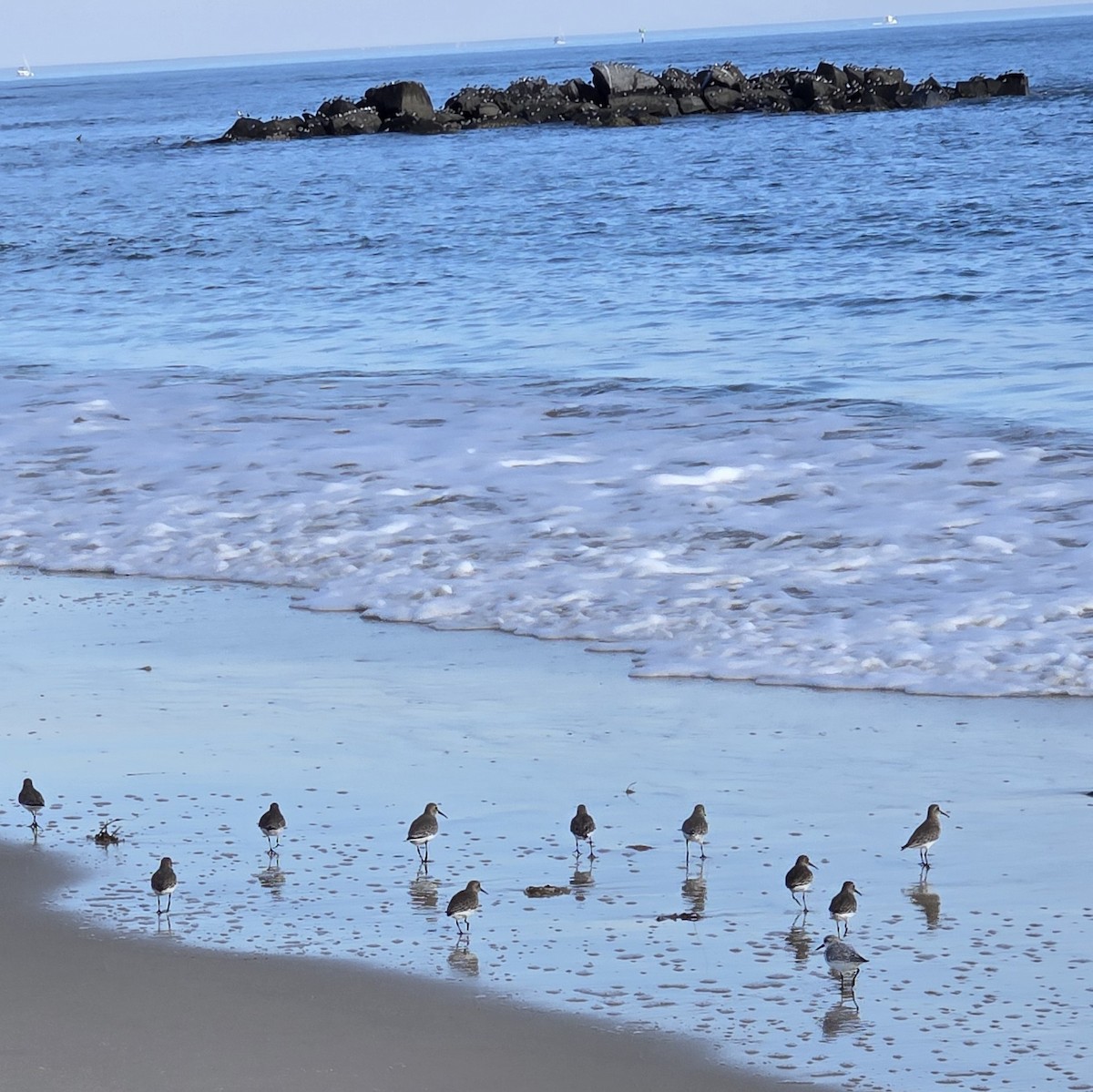 Dunlin - ML644872345