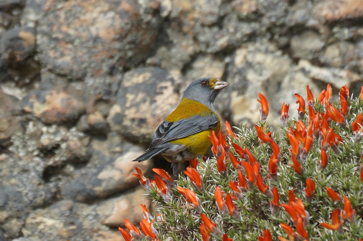Patagonian Sierra Finch - ML644872350