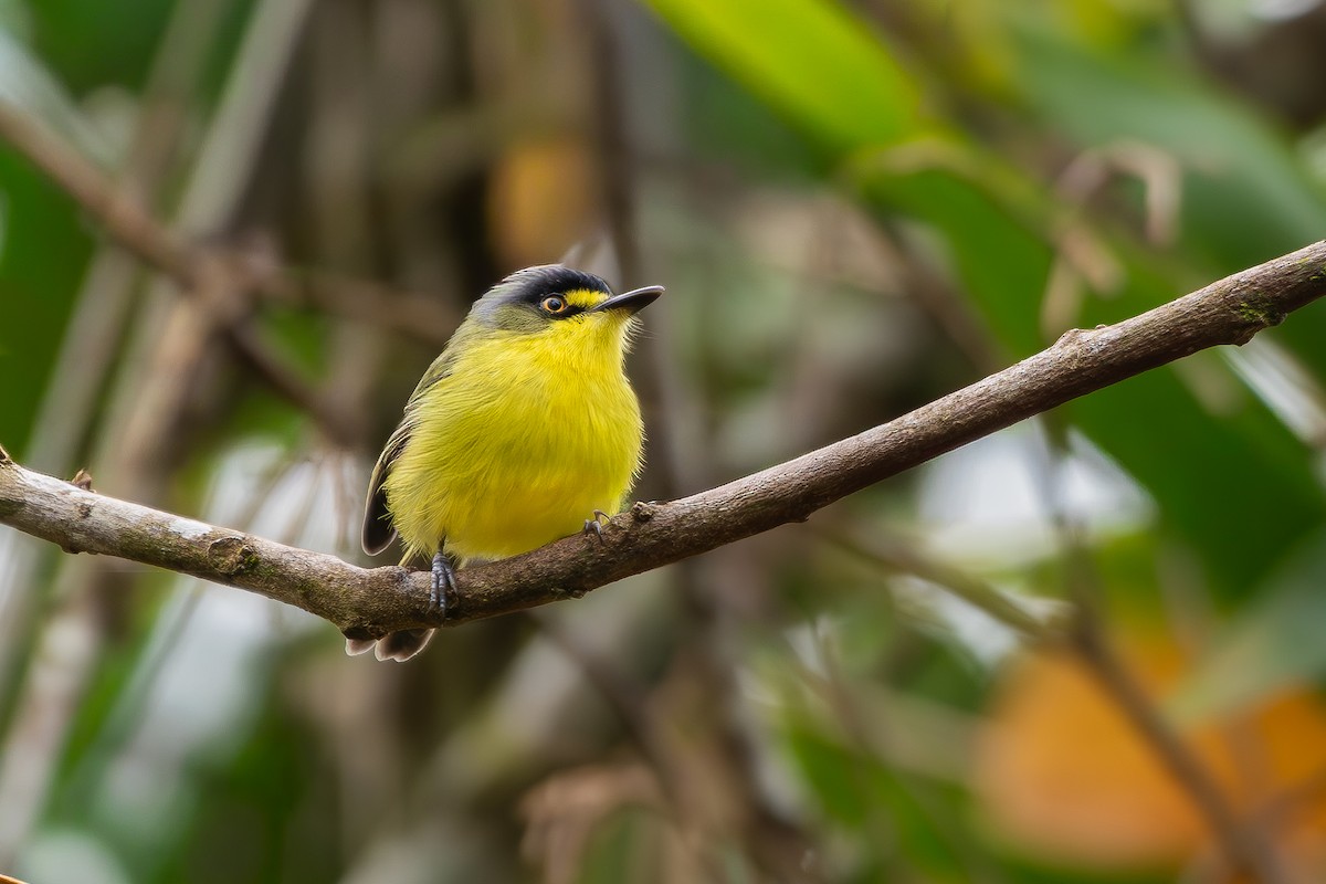 Gray-headed Tody-Flycatcher - ML644872351