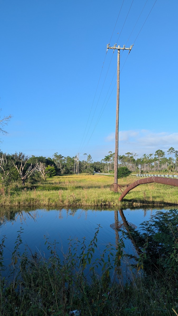 Scissor-tailed Flycatcher - ML644872356