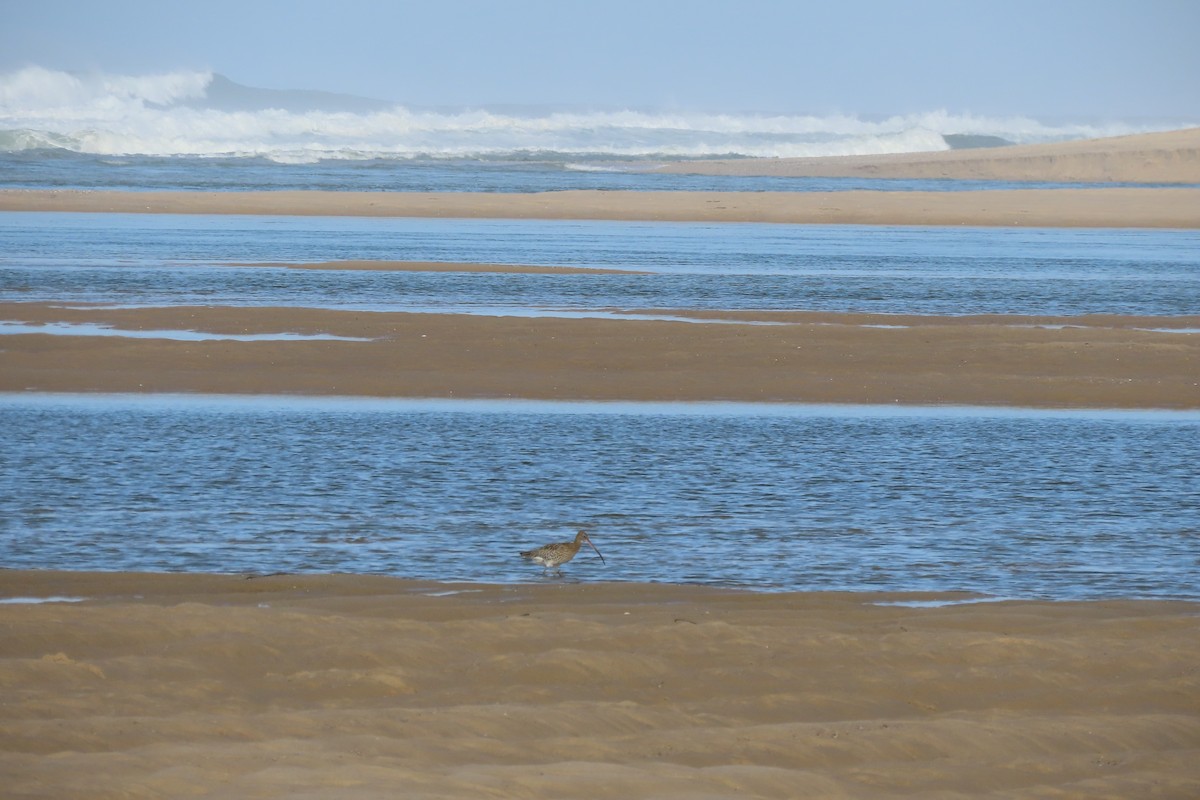 Eurasian Curlew - ML644872367