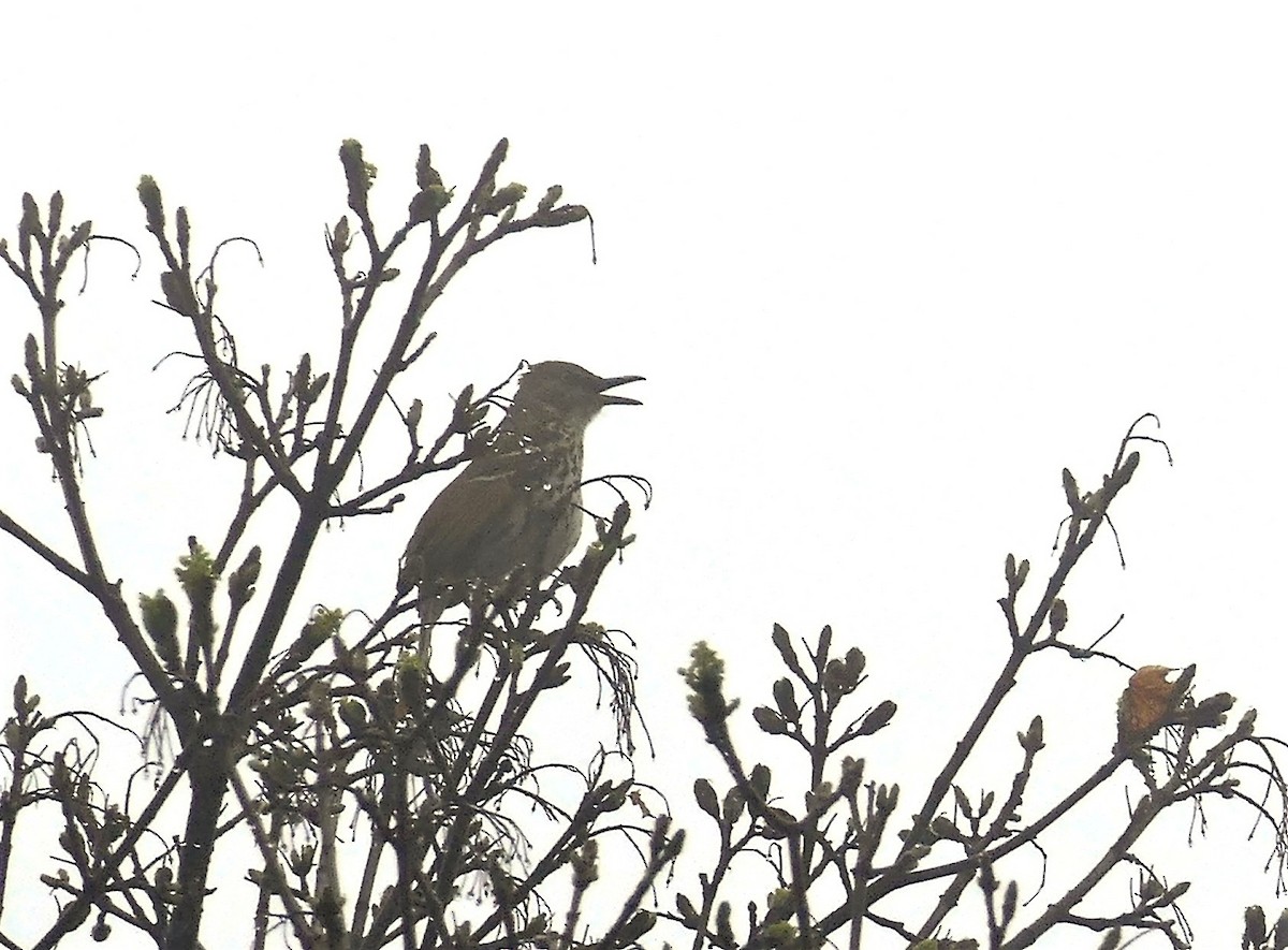 Kahverengi Çöpçü - ML644872368