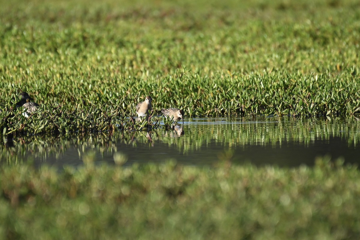 Sharp-tailed Sandpiper - ML644872378