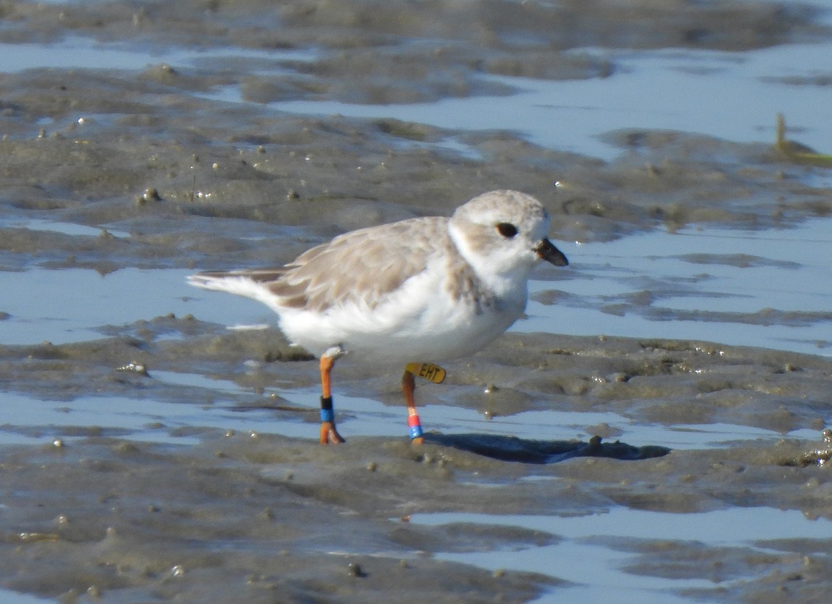 Flötenregenpfeifer - ML644872379