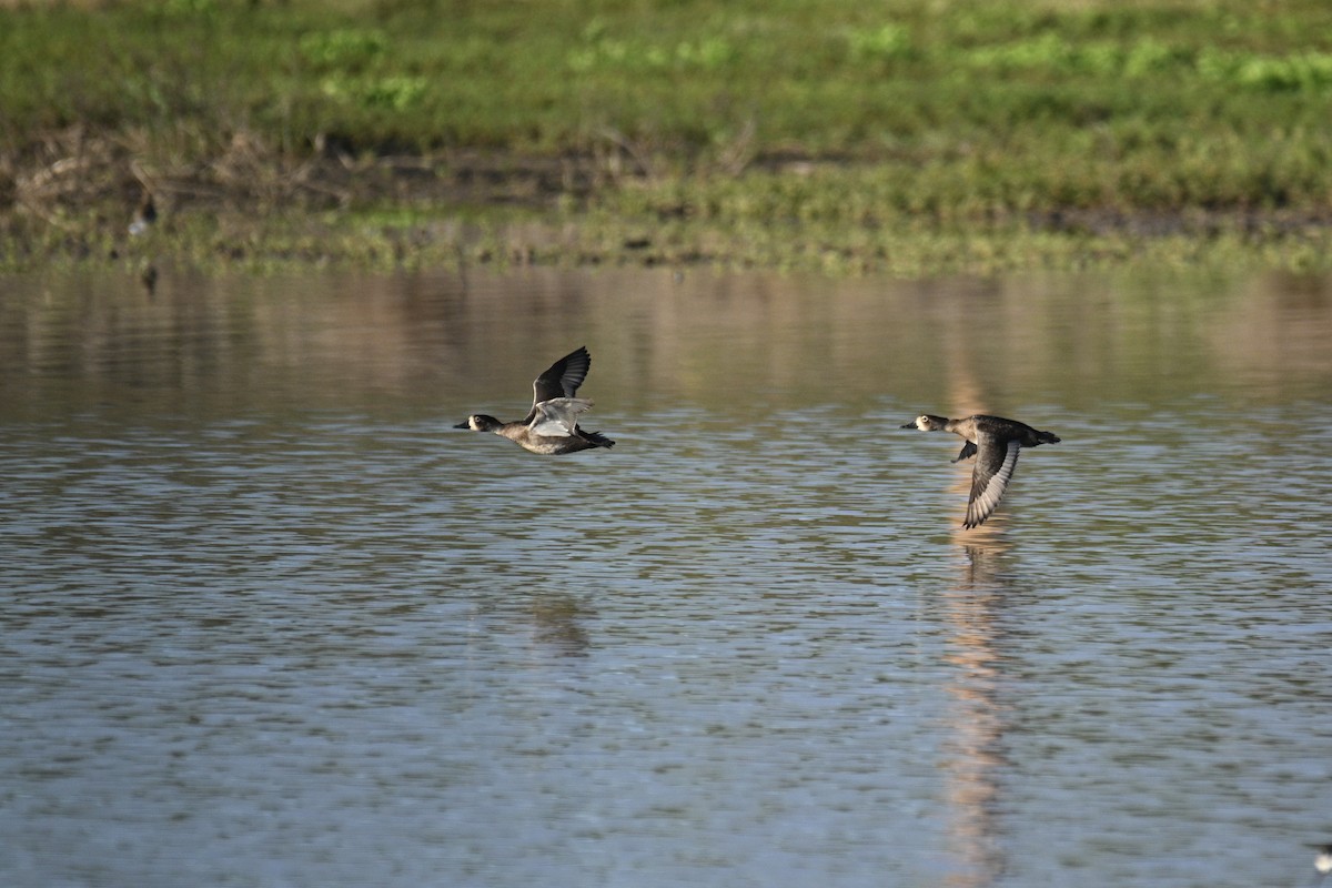 Ring-necked Duck - ML644872384
