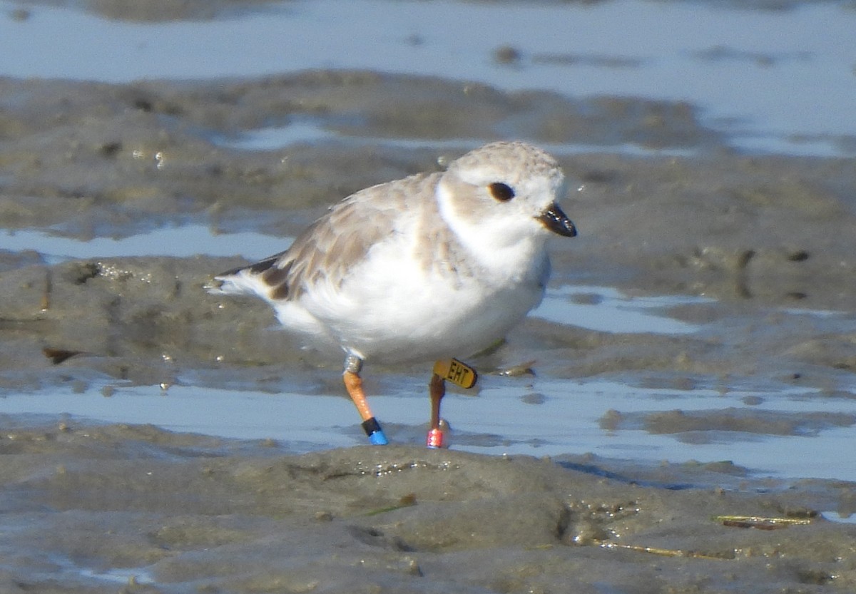 Flötenregenpfeifer - ML644872387