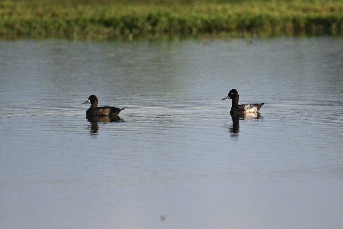 Lesser Scaup - ML644872388