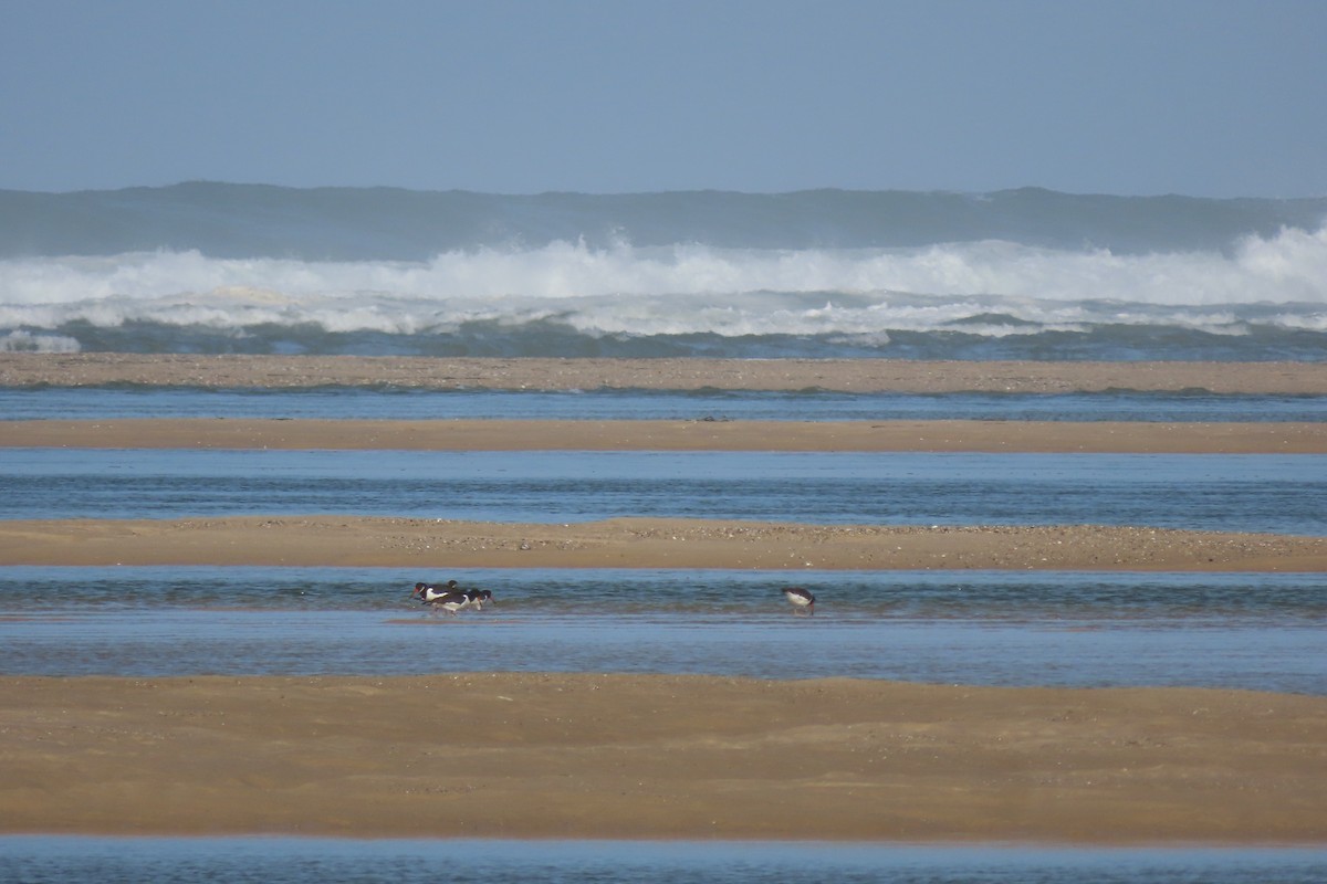 Eurasian Oystercatcher - ML644872389