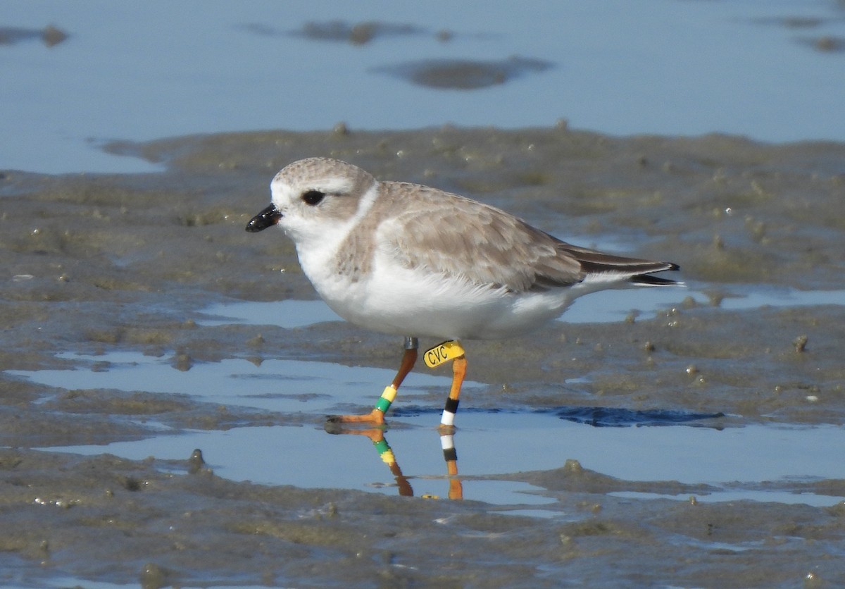 Flötenregenpfeifer - ML644872396