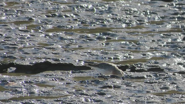 Dunlin - ML644872397