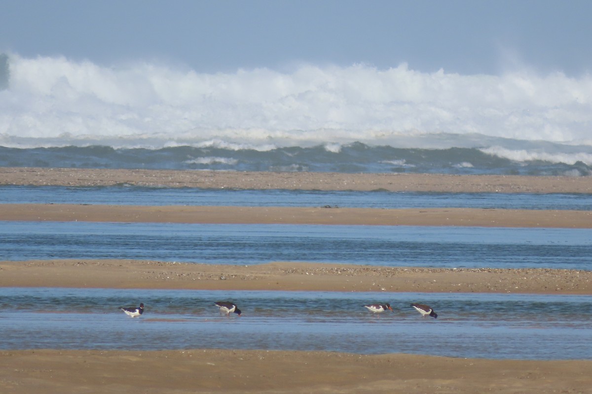 Eurasian Oystercatcher - ML644872405