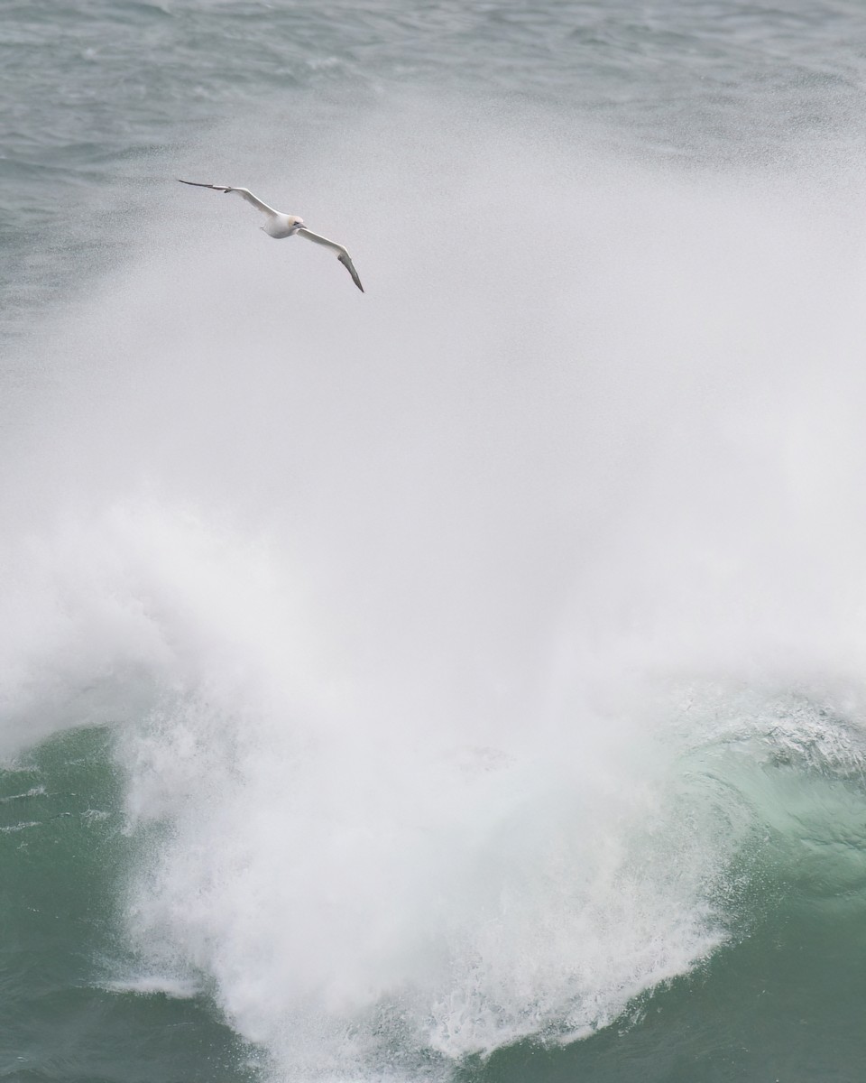 Northern Gannet - ML644872408