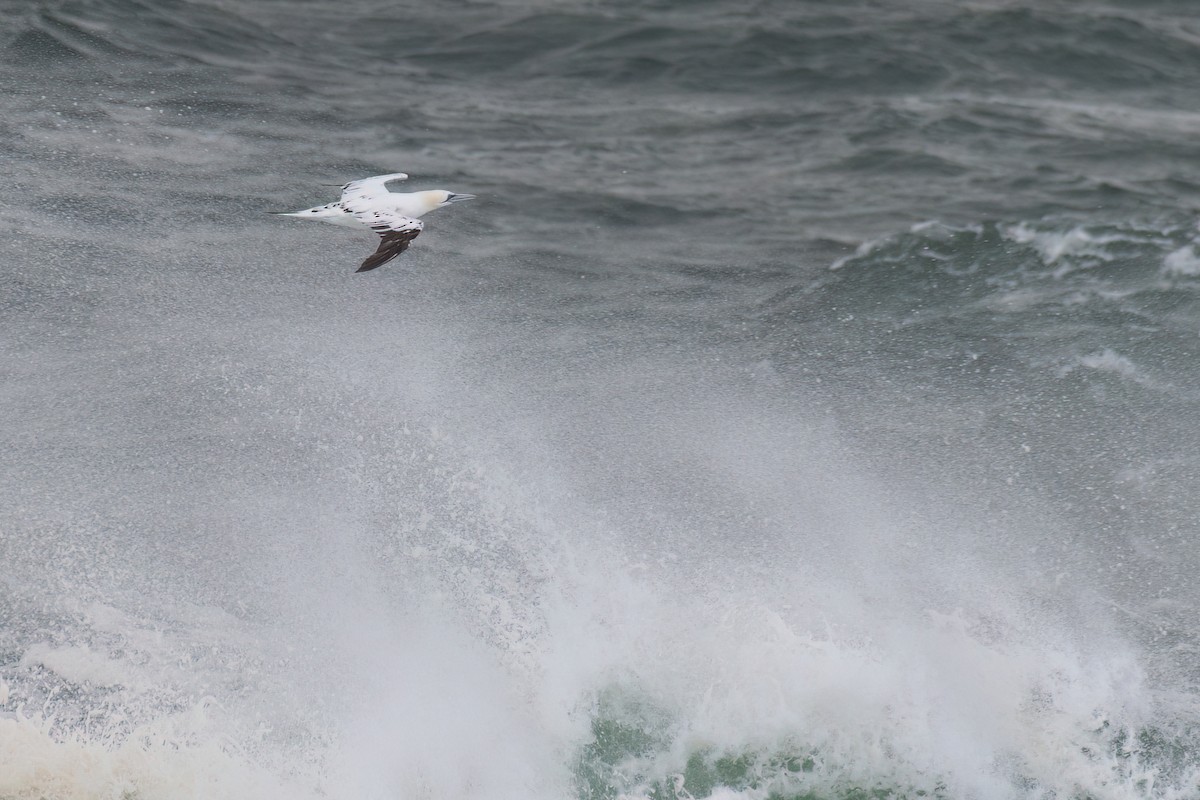 Northern Gannet - ML644872409