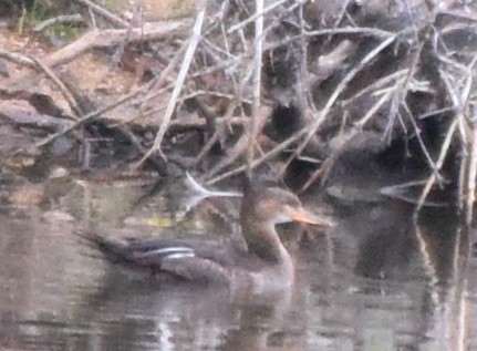 Hooded Merganser - ML64487241