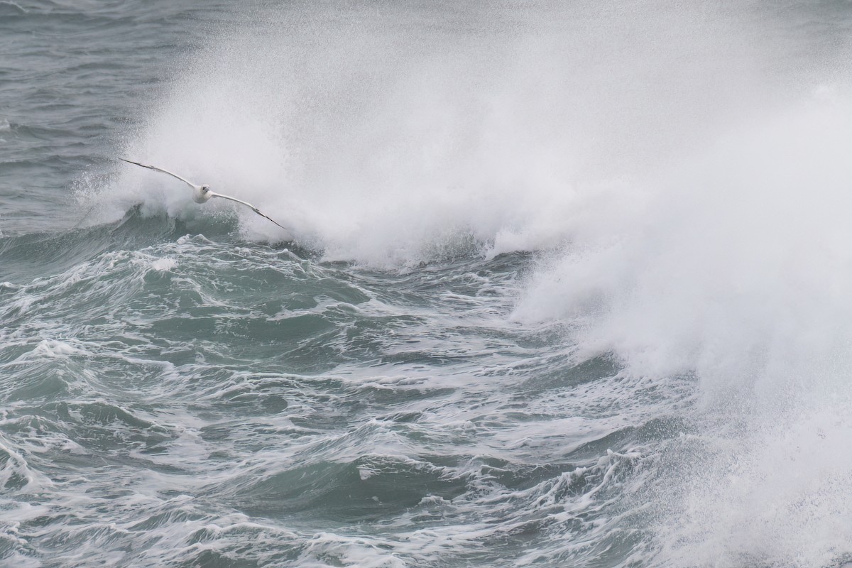 Northern Gannet - ML644872410