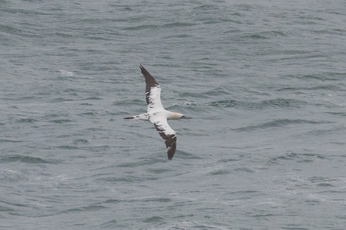 Northern Gannet - ML644872411