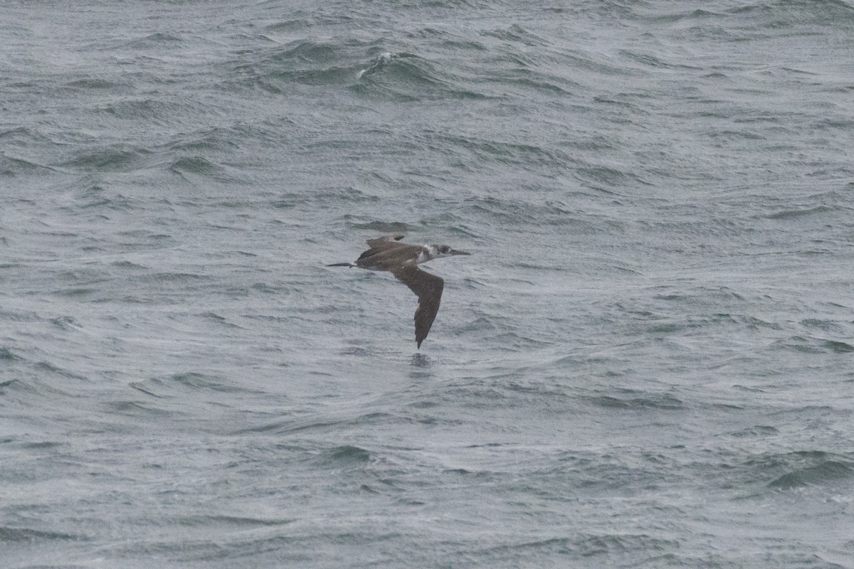Northern Gannet - ML644872412
