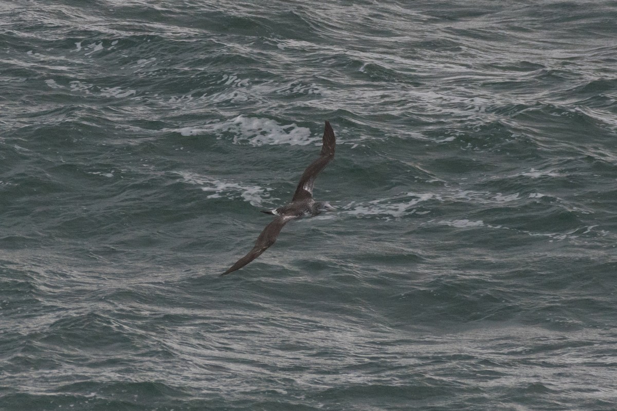 Northern Gannet - ML644872413