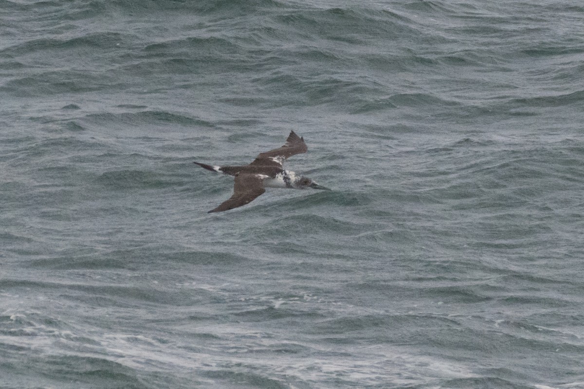 Northern Gannet - ML644872414