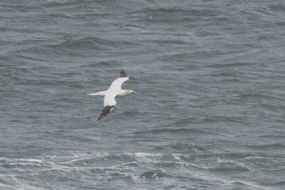 Northern Gannet - ML644872415