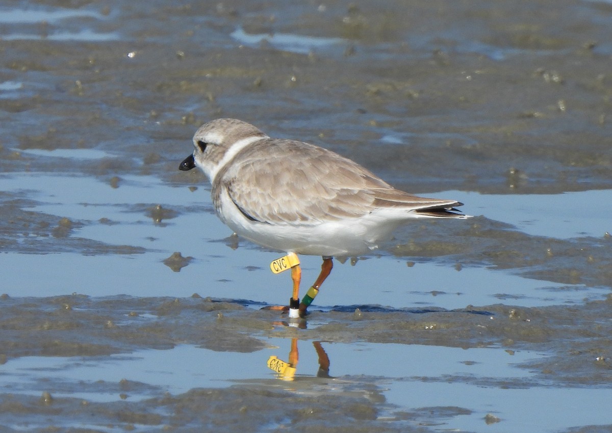 Flötenregenpfeifer - ML644872417