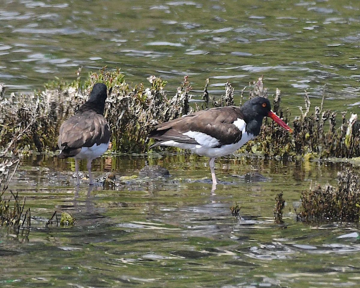 amerikatjeld - ML644872428